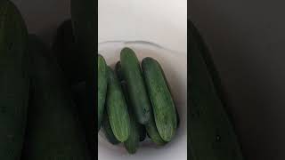 CUCUMBERPIPINO FARMING BUKIDNON PHILIPPINES [upl. by Inafit]