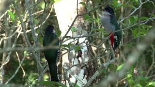 TOCORORO cantando Cuban Trogon Priotelus temnurus Ave Nacional y ENDÉMICA de CUBA [upl. by Sudnac814]