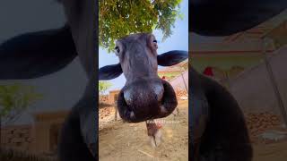 kaise kaise सपने aate hai 😂 funny comedy sortfeed Ganeshbhardwaj7388trendingshorts [upl. by Ednil]