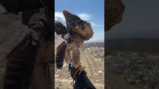 Peregrine Falcon Hybrid shorts falconry [upl. by Ez561]