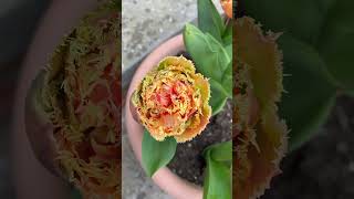 How To Grow Tulips From Bulbs Into Beautiful Flowers [upl. by Fronnia]