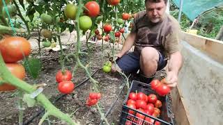 SUC DE ROȘII DIN SOLAR🍅🍅PRIMA RECOLTARE🍅 [upl. by Bayard934]