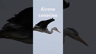 Il maestoso airone cenerino un documentario [upl. by Bortman]