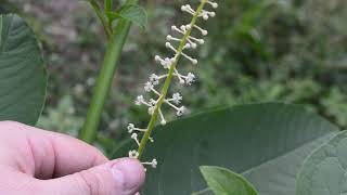 Pokeweed Phytolacca americana [upl. by Sulrac483]