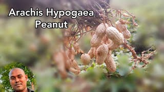 Arachis Hypogaea  Peanut  Make Nature [upl. by Allan]