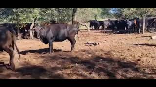 Vacas preñadas en Campo Gallo Santiago del Estero [upl. by Nama]