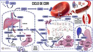 CICLO DE CORI [upl. by Pineda915]