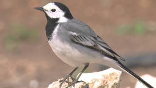 White Wagtail  Motacilla alba alba [upl. by Adnilreh345]