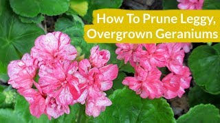 How To Prune Leggy Overgrown Geraniums  Joy Us Garden [upl. by Aizti39]