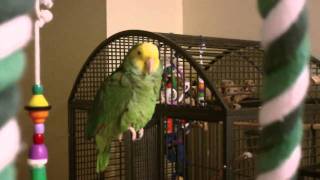 Amazon Parrot talking [upl. by Diella]