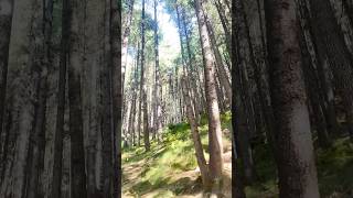 Tree Manali Himachanchal shorts trees manali [upl. by Etyak104]