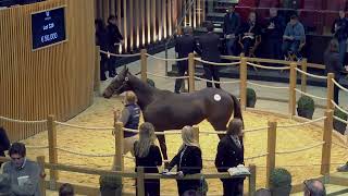 J2  Top Price N°3  110 000E  N ELEONA 2023  Vente Arqana de Yearlings dOctobre 2024 [upl. by Dumanian]