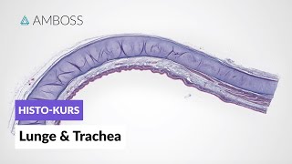 Histologie der Lunge und Trachea  Mikroskopische Anatomie  AMBOSS Video [upl. by Nolat745]