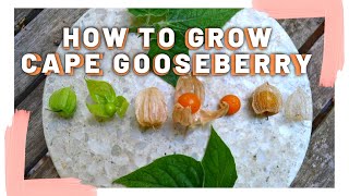 How to grow Cape Gooseberry  Taste test  Perennial fruit  Backyard food forest  Permaculture [upl. by Shaw542]