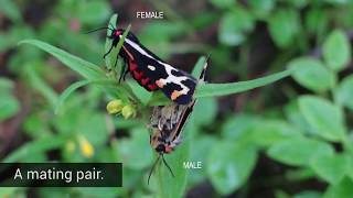 The coloured wings of wood tiger moths seen with moth and bird eyes [upl. by Etennaej]