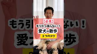 【もう引っ張らない】愛犬の散歩3つのコツ 犬のしつけ dog 犬の散歩 [upl. by Ees]