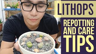 Lithops Succulents  Paano Magtanim At Magalaga For Beginners [upl. by Zurek]