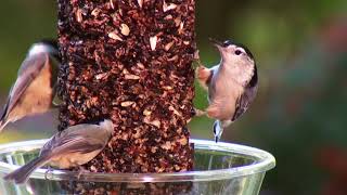 Wild Birds Unlimited  Chickadees Commercial  30 Seconds [upl. by Carly778]