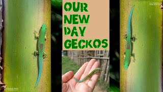 NEW lined day geckos  Phelsuma lineata breeding pair [upl. by Richey822]