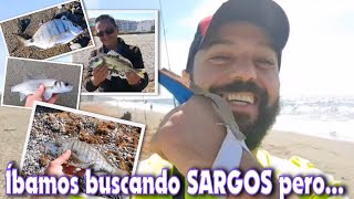 Pesca SARGOS A Surfcasting en Playa Ancha CasaresSabinillas MALAGA 🎣 Captura fructífera 👍👍👍 [upl. by Kalmick943]