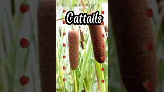 CattailsAmazing plantSource of fluff food art medicinal uses and role in ecosystem cattails [upl. by Krasnoff]