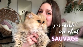 Lhistoire de Roxie chat persan adopté à la SPA [upl. by Yraeht]