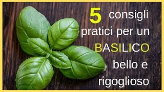 5 consigli pratici per un basilico bello e rigoglioso [upl. by Octavie]