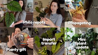 Small Planty Update With 2 Days of Plant Chores [upl. by Attenhoj592]