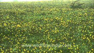 Widespread carpet of Smithia Hirsuta at Kaas plateau [upl. by Duhl703]