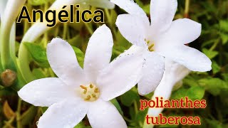 Cultivo fácil para Angélica Polianthes Tuberosa [upl. by Ingalls]