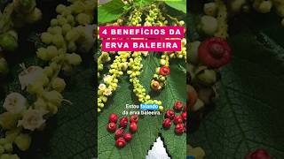 3 Benefícios da ERVA BALEEIRA que você vai ADORAR SABER [upl. by Zackariah677]