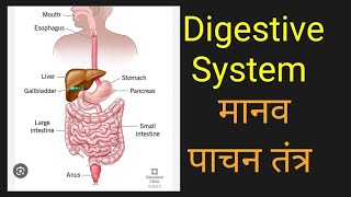 पाचन तंत्र ।। Digestive system ll [upl. by Meara]