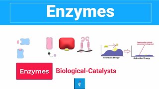 Enzymes  CLASSIFICATION WORKING AND MORE [upl. by Grantham]