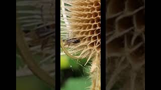 Native UK 🇬🇧 wasp 🐝 laying eggs into dried out teasel flower head [upl. by Nirred39]