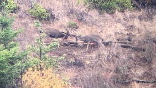 BLACKTAIL BUCK FIGHT [upl. by Ramunni]