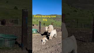 Yellow lab has to play cow dog labradorretriever yellowlab labrador cowdog [upl. by Norbert]