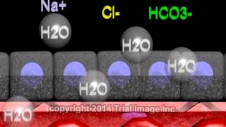 Cerebrospinal fluid  function production and circulation  animation by Dr Cal Shipley MD [upl. by Andert466]