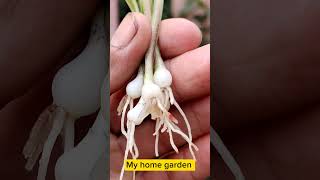 Amaryllis Propagation by Seeds  Amaryllis Plant  Tiny Plants [upl. by Ydnec]