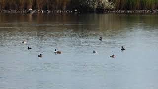 two blacknecked grebes among crested grebes [upl. by Wildermuth]