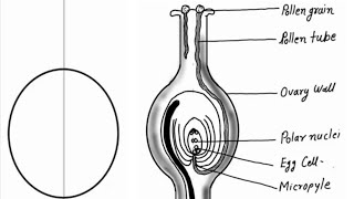 Diagram showing germination of pollen on stigma of a flower [upl. by Jermyn123]