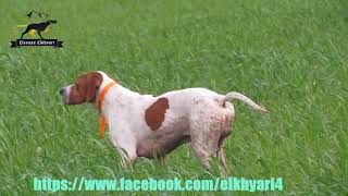 English pointer [upl. by Tihw351]