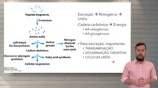 Compostos nitrogenados e Catabolismo de aminoácidos [upl. by Ardnad]