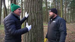 Eastern White Pine Pinus strobus [upl. by Pickett]