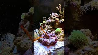 How to Keep YellowBanded Pipefish in Aquariums [upl. by Niledam563]