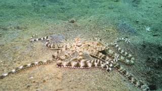 Muck Diving in Puri Jati Bali Indonesia [upl. by Benedetta]