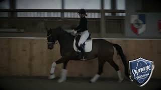 FURST TO DANCE 2019 Hanoverian Mare [upl. by Jennica308]