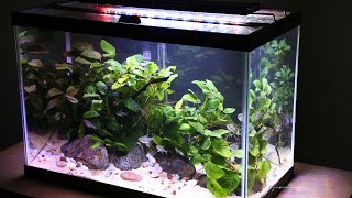 Low tech non CO2 planted tank quot Anubias covequot [upl. by Edward]