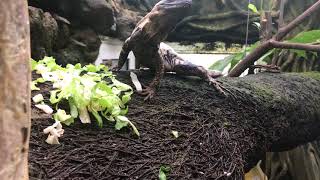 Ctenosaura pectinata panda pied eating in the greenhouse [upl. by Ydnelg]