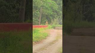 Tiger on the bridge shortvideo shorts wildlife naturephotography wild animals reels explore [upl. by Enicul]