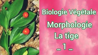 Morphologie VégétaleLa tige partie 01SNVL1S2 [upl. by Godrich]